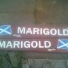 marigold nameplates