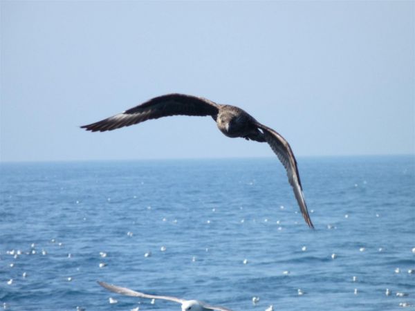 sea hawk