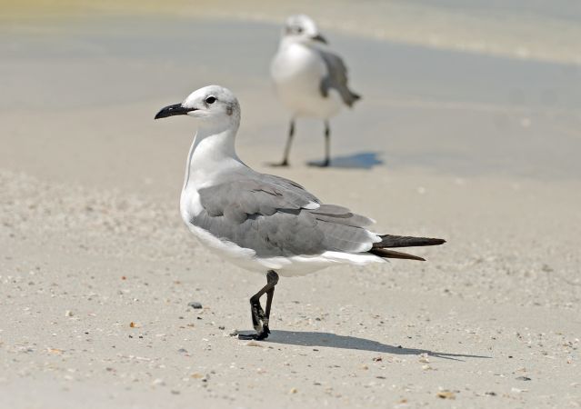 Sands Too Hot for a Seagull