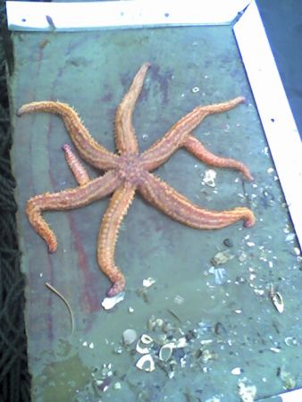 Mutant starfish