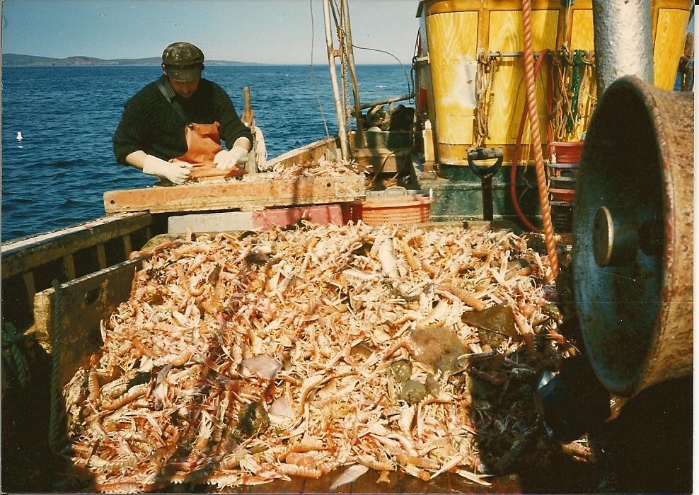 Murdo sorting prawns