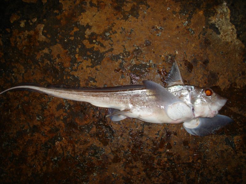 Ratfish