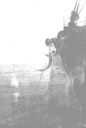Lineboatmen catching halibut.