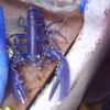 blue lobster on the freya